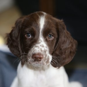 Boykin Spaniel Puppy