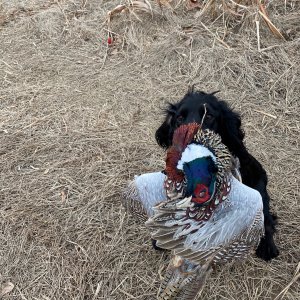 Pheasant Hunting