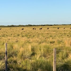 Red Deer Argentina