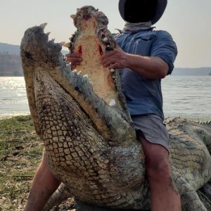 Crocodile Hunting
