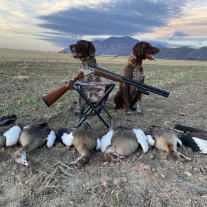 Goose Hunting