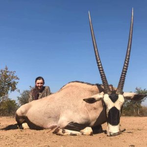 Gemsbok Hunting Limpopo South Africa