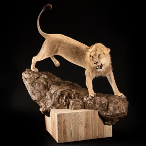 Lion Full Mount Taxidermy