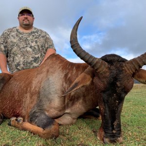 Tsessebe Hunting South Africa