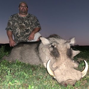 Warthog Hunting South Africa