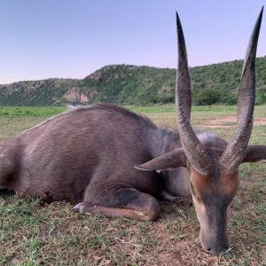 Bushbuck Hunting South Africa