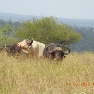 Rare White Buffalo