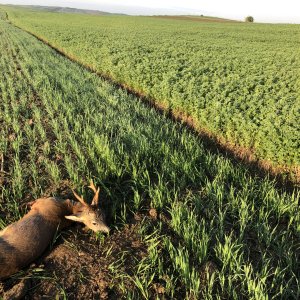 Roe Deer Hunt Romania