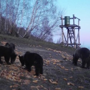 Bears Romania