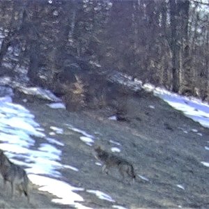 Wolfs  Romania