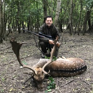 Fallow Deer Hunting Romania