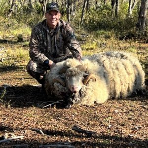 Feral Sheep Hunt Argentina