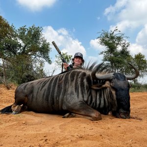 Blue Wildebeest Hunting South Africa