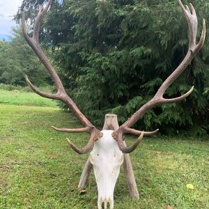 Red Stag Skull Romania