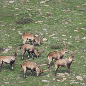 Beceite Ibex Spain