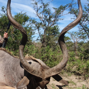 Kudu Hunting