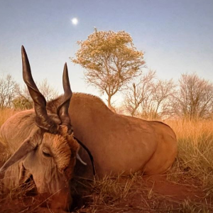 Eland Hunting Namibia