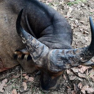 Western Buffalo Hunting North Cameroon