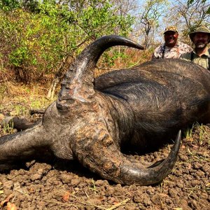 Western Buffalo Hunting North Cameroon