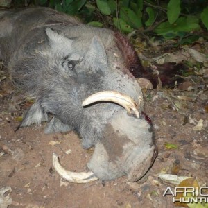 Warthog hunted with CAWA in CAR