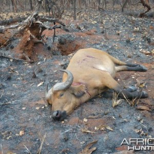 Buffalo hunted with CAWA in CAR