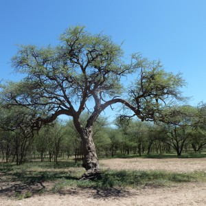 Leopard Tree