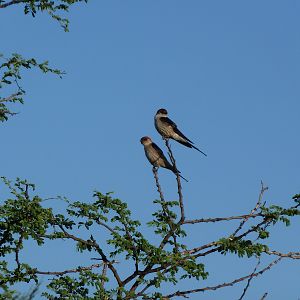 Swallow Namibia