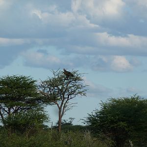 Vulture Namibia