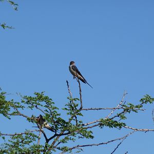 Swallow Namibia