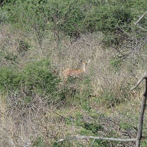 Steenbok Namibia