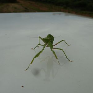 Praying Mantis Namibia