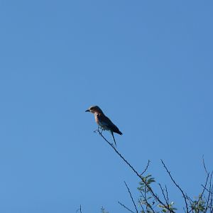 Roller Bird