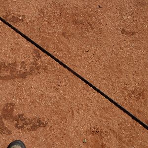 Poacher Spear Namibia