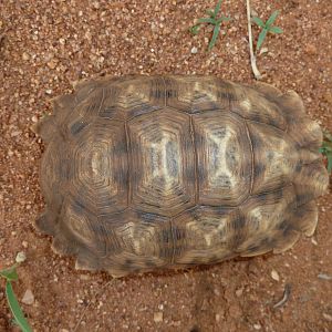 Serrated Star Tortoise Namibia