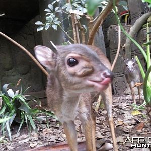 Blue Duiker