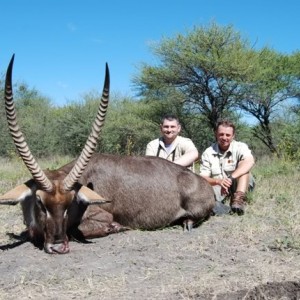 Hunting Waterbuck in Limpopo South Africa 29 5/8 inches