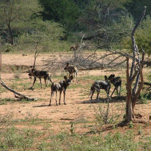 African Wild Dogs