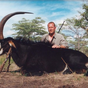 Sable bull.