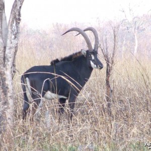 Hunting Sable Zambia