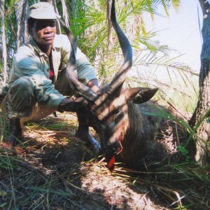 Hunting Sitatunga