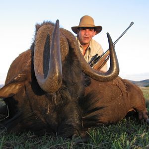 Hunting Black Wildebeest