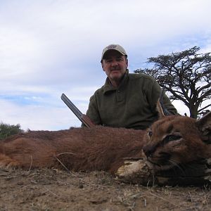 Hunting Caracal Lynx