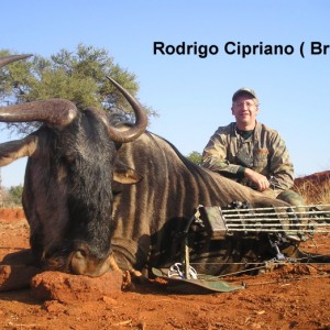 Bowhunting Blue Wildebeest