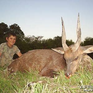 Hunting Bushbuck