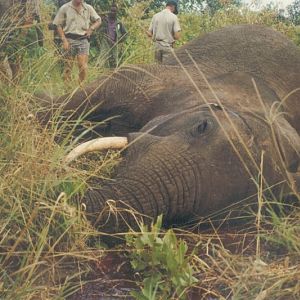 Hunting Elephant