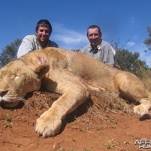 Hunting Lioness