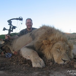 Bowhunting Lion