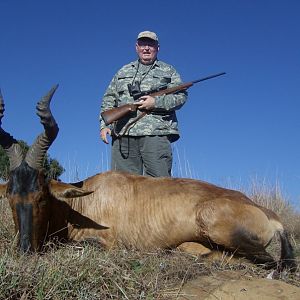 Hunting Red Hartebeest