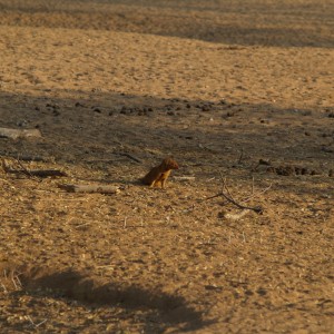 Red Mangoose Namibia