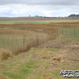 Try And Spot The Reedbuck Ram